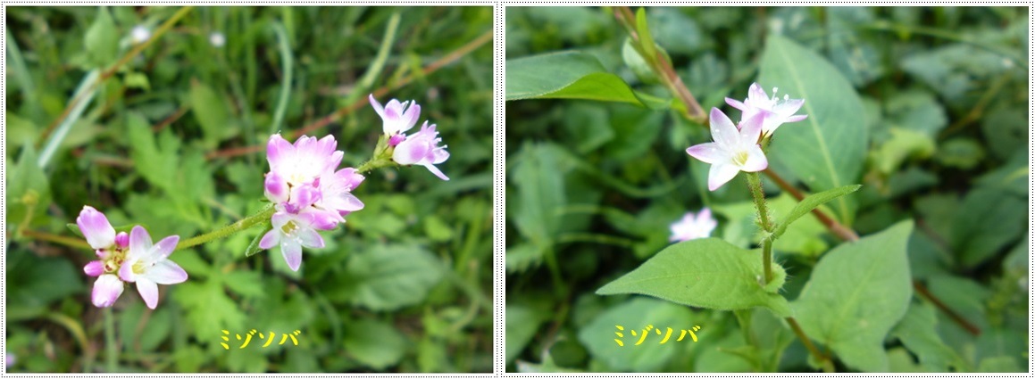 高尾山自然公園の南幹線と北幹線をのんびり歩いてみました_b0175688_11254927.jpg