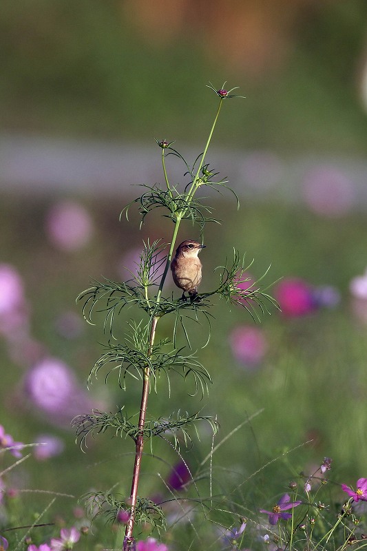 コスモスの花とノビタキ。_a0206701_1751083.jpg