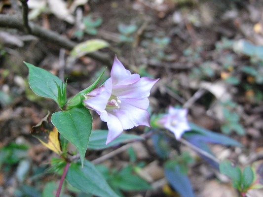 f0187402_134861.jpg