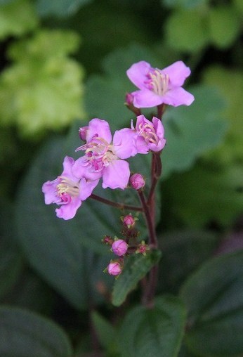 金木犀の香りに包まれて♪　庭のお花たちも元気になってきたよ_a0123003_21383771.jpg