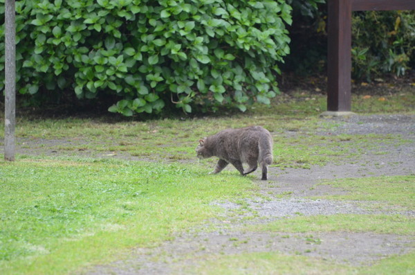 にゃんこにゃんこ　その４７６　人見知り_b0304411_106937.jpg