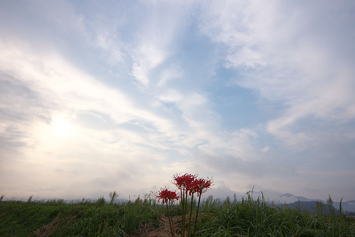 彼岸花　＃７　　～総集編２～_c0067040_1891772.jpg