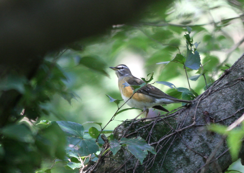 旅鳥　マミチャジナイ_c0304040_22231562.jpg