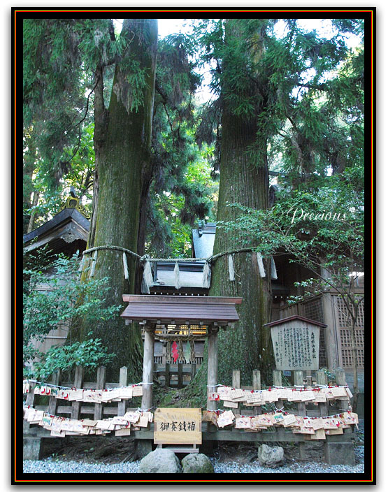 九州＃24：高千穂神社。_c0101341_14383987.jpg