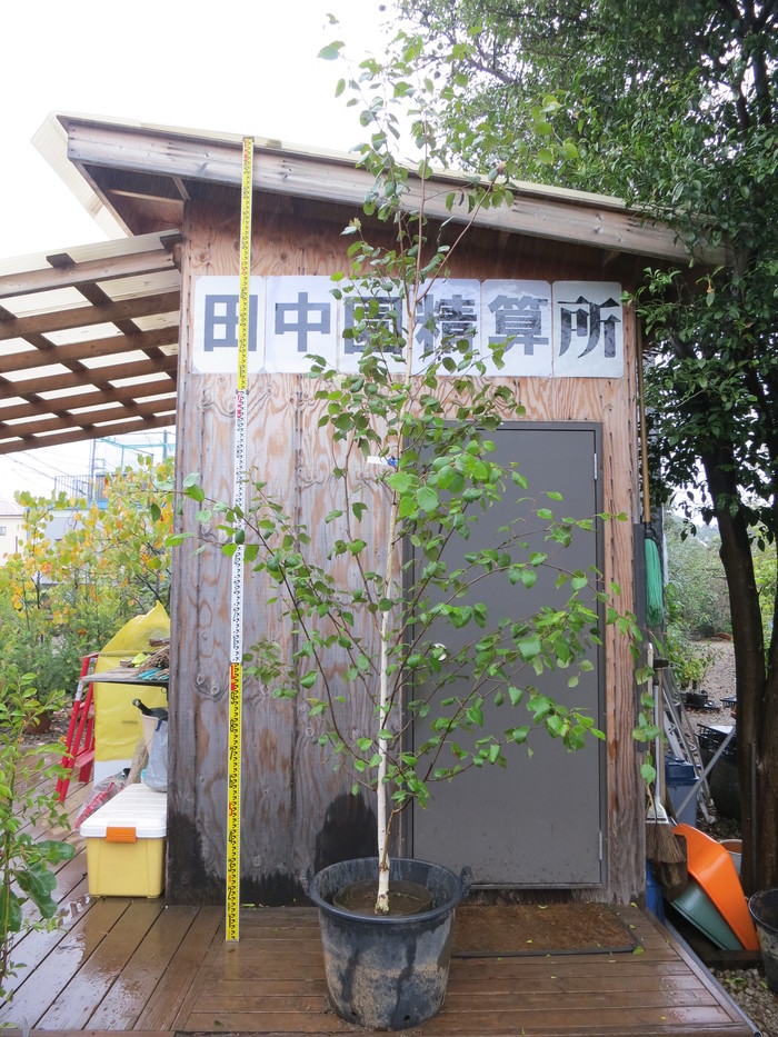 完売：白樺の鉢植え No.16