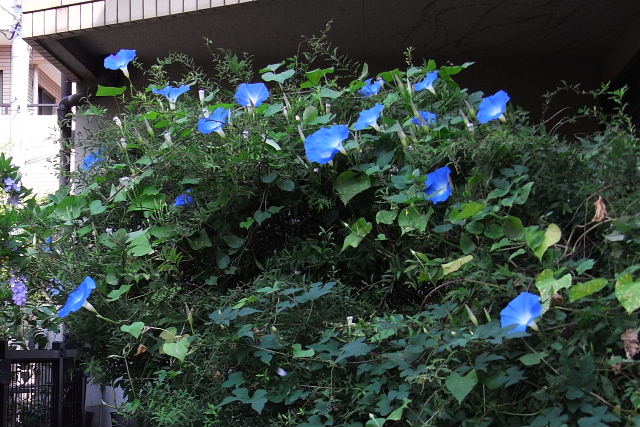 寄せ植えの小菊、朝顔、オーシャン・ブルー_c0051143_2346866.jpg