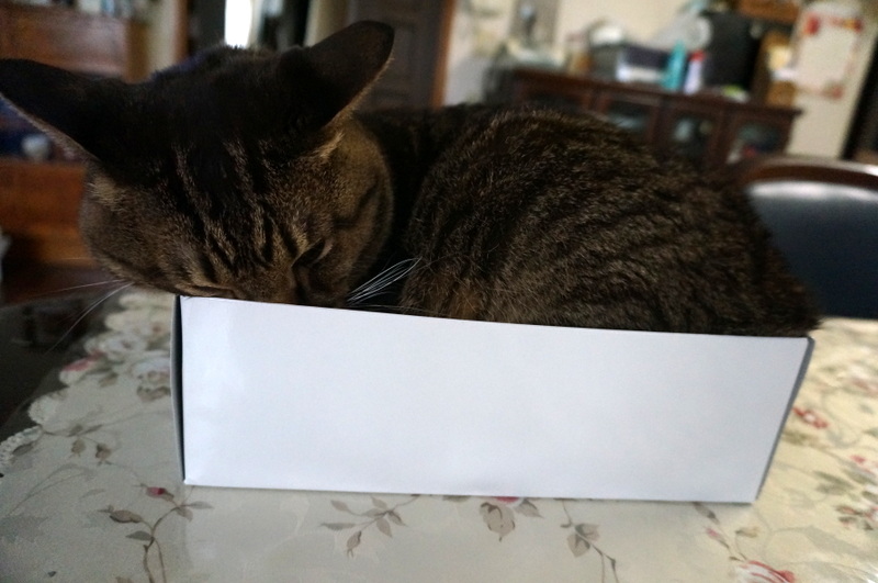 ・・boxed cat・・debu!! (\'ω\')ノ_d0104645_15135086.jpg