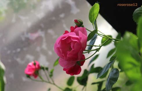 MyRoseGarden139～アンジェラ　無邪気な天使～_a0249051_0235243.jpg