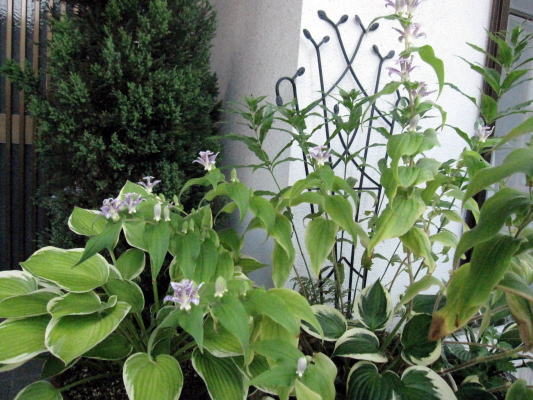 c0147952_11474776.jpg