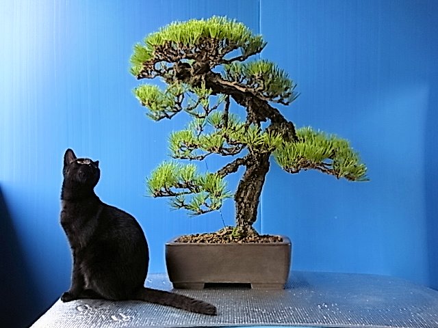 錦松(夢錦) 中品盆栽 樹齢20年の一点物盆栽を販売｜盆栽妙