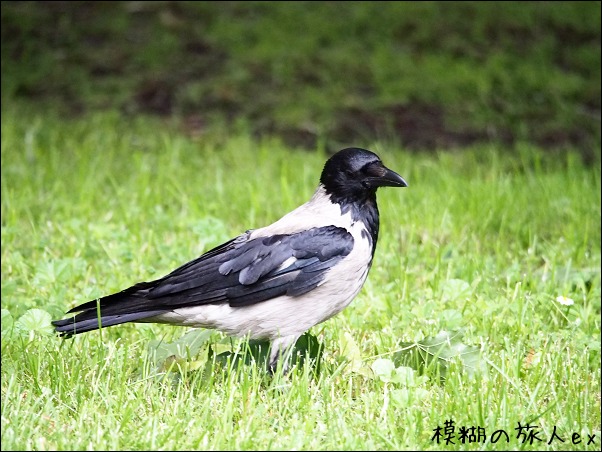 ポーランドの町の鳥たち　　～ポーランド紀行（31） _f0140054_70988.jpg