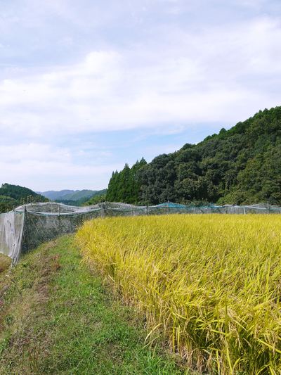 太秋柿 平成25年度「太秋柿プレミアム」初出荷は間もなく!!_a0254656_1620116.jpg
