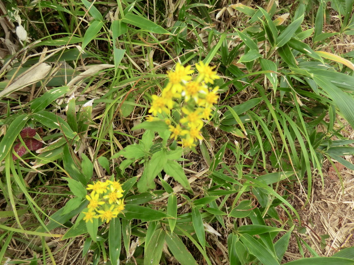 b0185573_10301893.jpg