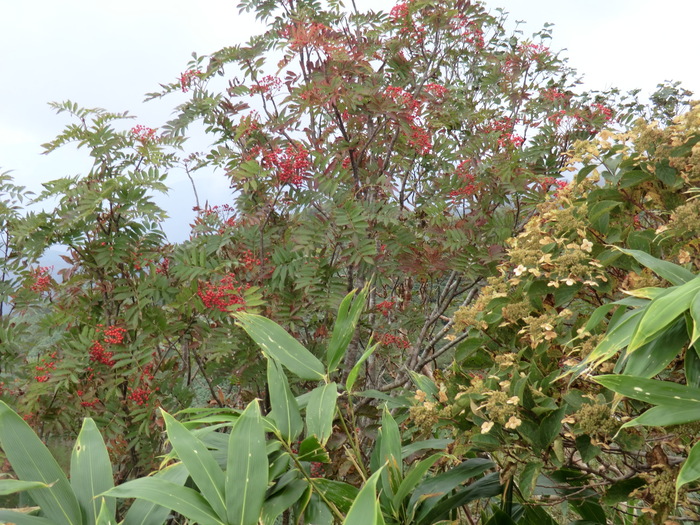 b0185573_10302819.jpg