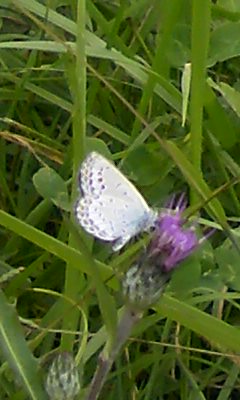 カマキリとシジミチョウ_a0005484_13554258.jpg