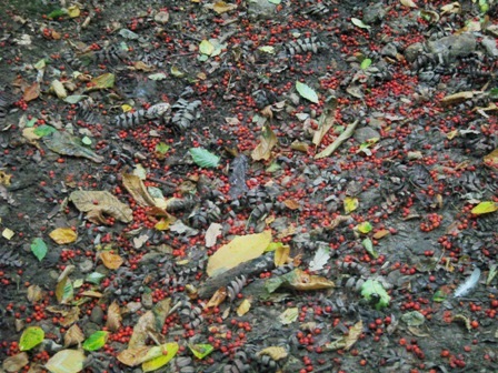 f0141785_21695.jpg