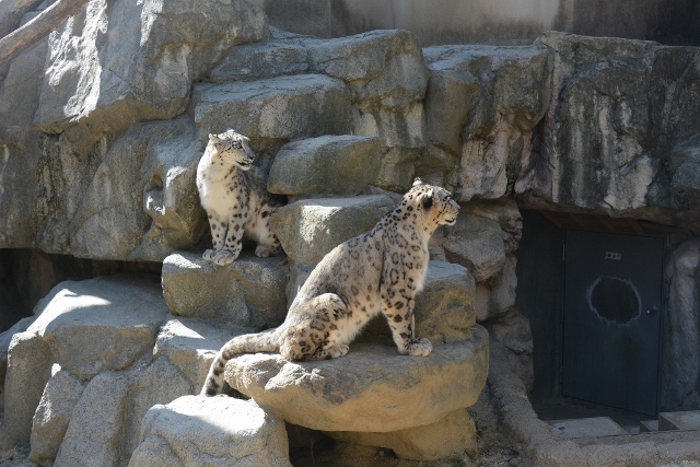 ２０１３年９月　王子動物園４　その１　旦旦お外で机に向かう_a0052986_21522281.jpg