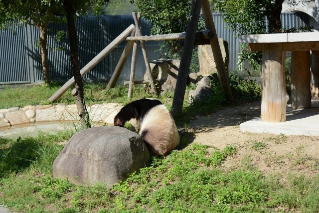 ２０１３年９月　王子動物園４　その１　旦旦お外で机に向かう_a0052986_2225127.jpg