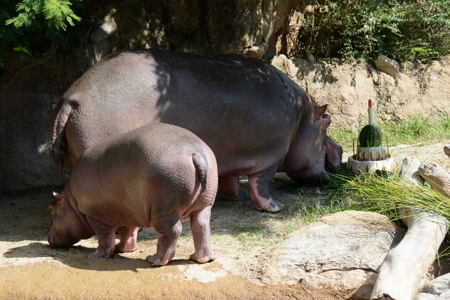 ２０１３年９月　王子動物園４　その２　出目太くんの１歳の誕生会_a0052986_22404742.jpg