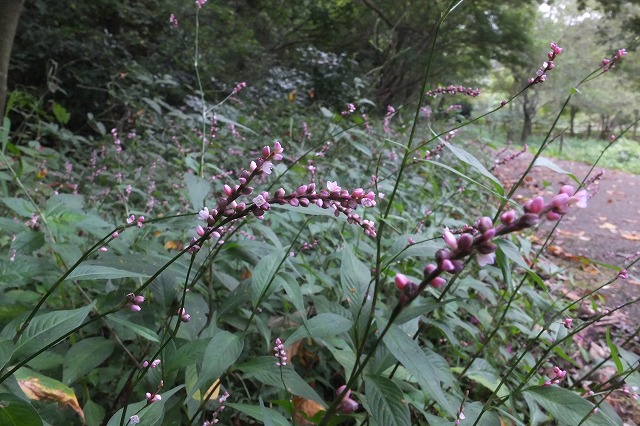 e0070891_2121144.jpg