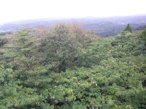 a0159795_20435860.jpg