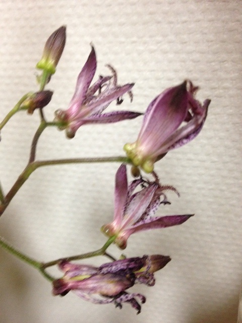 ナチュナルクラシカル_f0204295_10252015.jpg