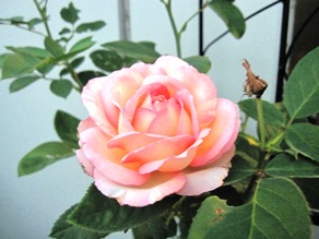 c0117898_18411543.jpg