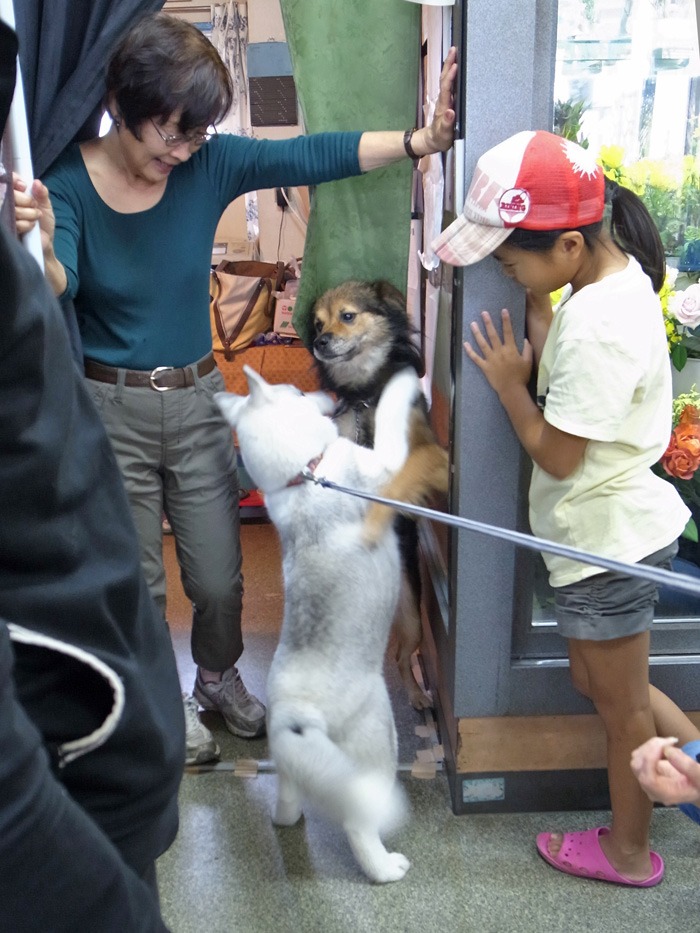 子犬　ご近所さんぽ_c0049299_20152024.jpg