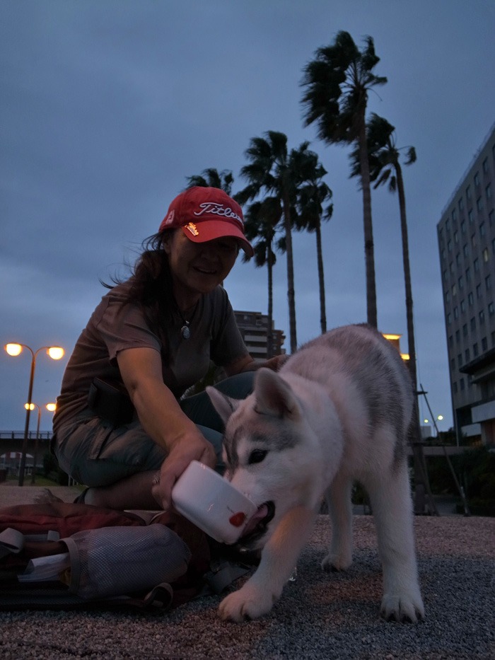 子犬　ご近所さんぽ_c0049299_2030425.jpg