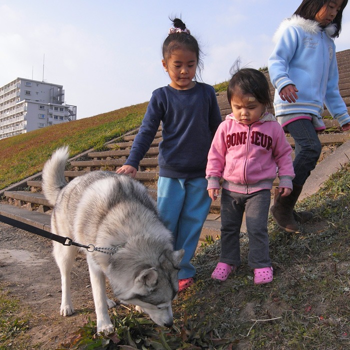 子犬　ご近所さんぽ_c0049299_2074457.jpg