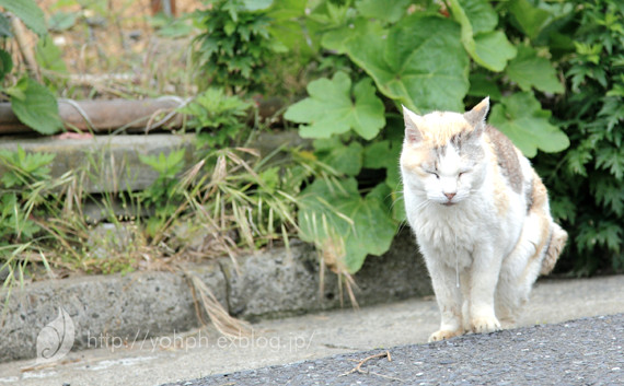 2012年田代島その5、シエスタ的_a0141802_4175726.jpg