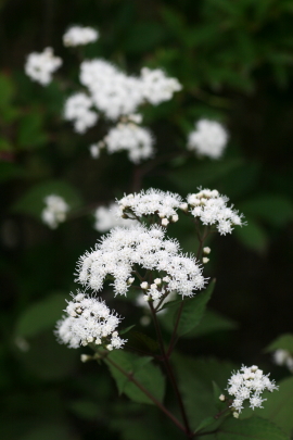 f0041606_18444929.jpg