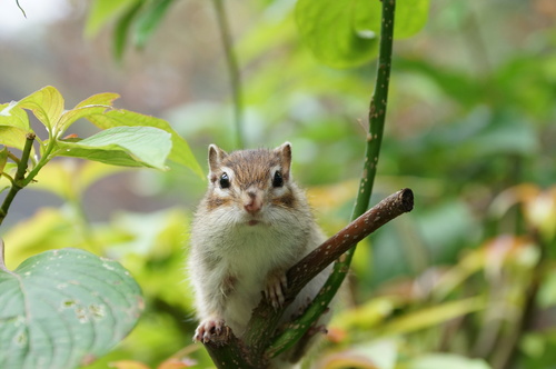 インプレその１ Sony Dt18 135mm F3 5 5 6 Sam Sal Photo And Cycle