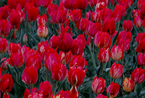 c0168815_20111716.gif