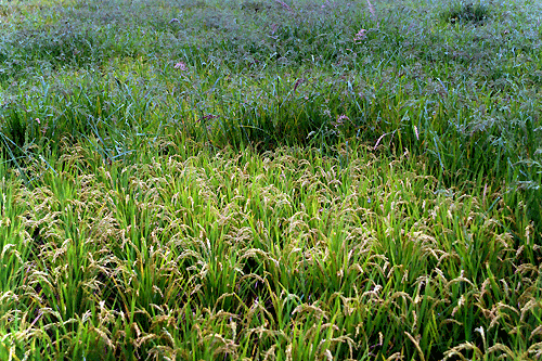 c0168815_2210441.gif