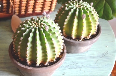 新しい緑・植物たち_d0263815_15385315.jpg