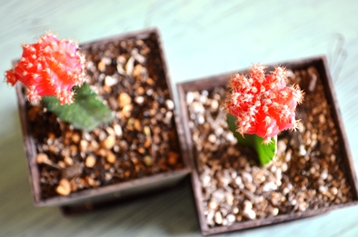 新しい緑・植物たち_d0263815_15541331.jpg