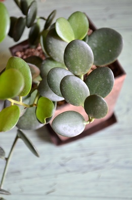 新しい緑・植物たち_d0263815_1602820.jpg