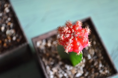新しい緑・植物たち_d0263815_16235513.jpg