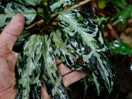 Aglaonema pictum zettacolor“鏡花水月”【LA0913-1ss】アグラオネマ