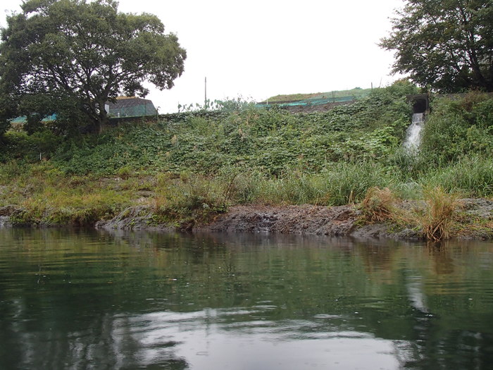 冷たい雨の狩野川・・_d0172227_11361464.jpg