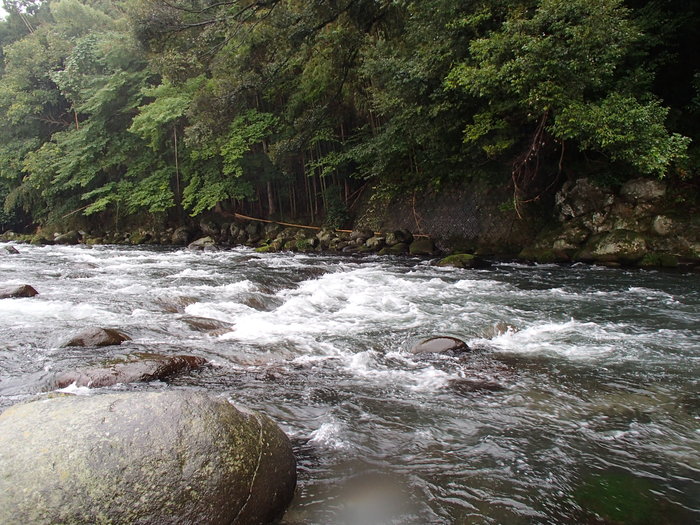 冷たい雨の狩野川・・_d0172227_6152138.jpg