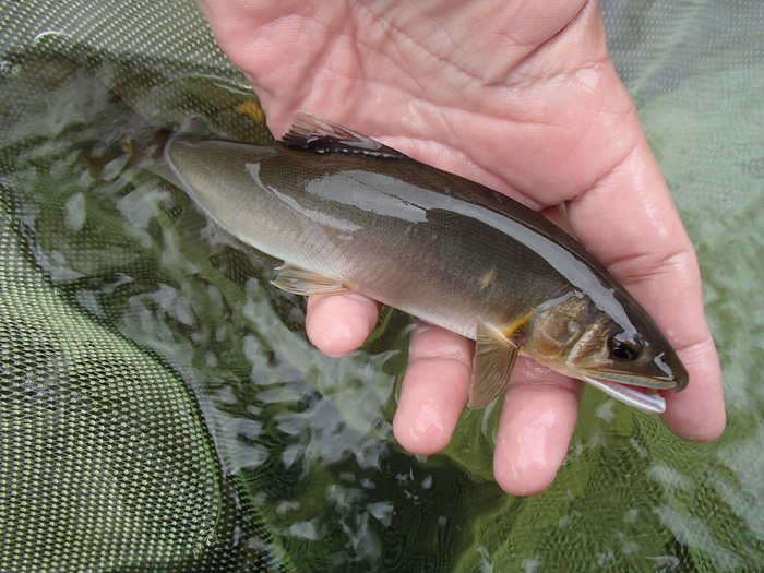 冷たい雨の狩野川・・_d0172227_6163341.jpg