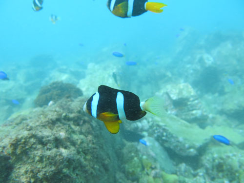 2013年10月6日(日・曇りのち晴れ)甲浦_d0164831_1565771.jpg