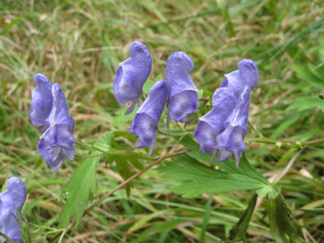 c0090236_138159.jpg