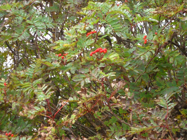 c0090236_14124646.jpg