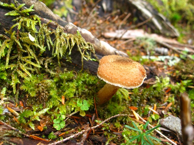 c0090236_15492151.jpg