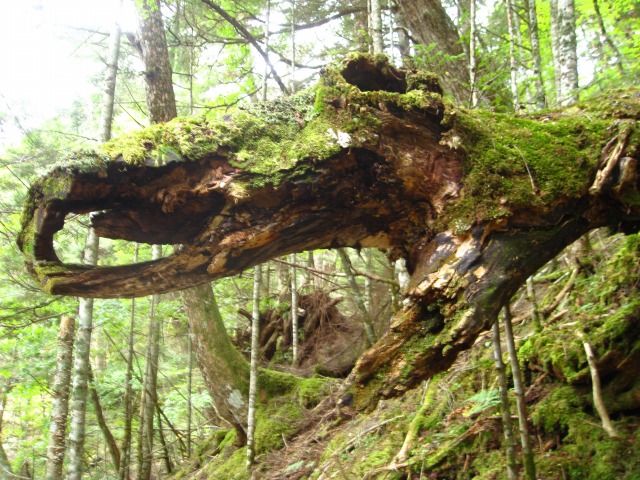 c0090236_15501567.jpg