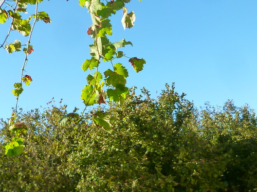 d0170140_2381591.jpg