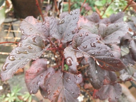 きのう　雨で潤った植物たち_a0250553_15481579.jpg